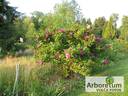 Moje Hammarberg rose photo