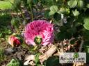 Ernst Dörell rose photo