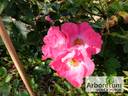 Theano rose photo