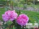 Docteur Hurta rose photo