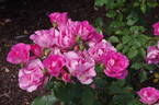 Dancing Pink rose photo