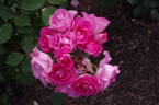 Dancing Pink rose photo