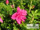 Belle Poitevine rose photo