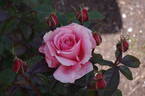 Kathryn McGredy rose photo