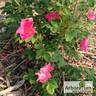 Cibles rose photo