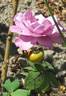 Ripples rose photo
