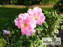 Jens Munk rose photo