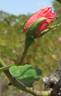Paul Lédé rose photo