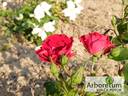Nicolas rose photo