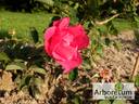 Morden Amorette rose photo