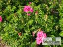 Scarlet Pavement rose photo