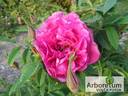 Tsaritsa Severa rose photo