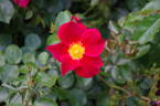 KENtrooper rose photo