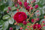 Red Riding Hood - Fairy Tale rose photo