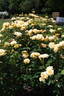 Golden Centennial rose photo