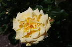Golden Centennial rose photo