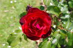 Dark Moments rose photo