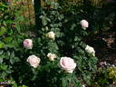 Perle d'Amour rose photo