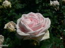 Perle d'Amour rose photo