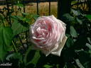 Perle d'Amour rose photo