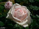 Perle d'Amour rose photo