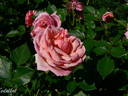 Persian Mystery rose photo