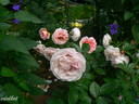 Persian Mystery rose photo
