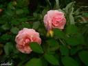 Persian Mystery rose photo