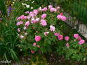 Petite Orléannaise rose photo