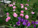 Petite Orléannaise rose photo