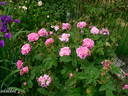 Petite Orléannaise rose photo