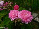 Petite Orléannaise rose photo