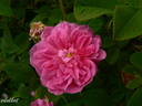 Petite Orléannaise rose photo