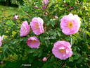 Poppius rose photo