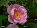 Poppius rose photo
