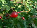 Poppius rose photo