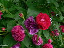 Prinz Hirzeprinzchen rose photo