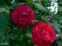 Prinz Hirzeprinzchen rose photo