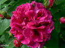 Prinz Hirzeprinzchen rose photo