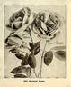 Minnie Francis rose photo