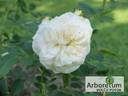 Friedenslicht® rose photo