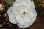Cosmos rose photo