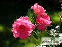 Kraljica Marija rose photo