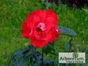 Orava rose photo