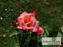 Bobrava rose photo