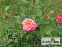 Bobrava rose photo
