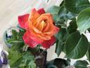 City of Perth rose photo