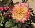 City of Perth rose photo