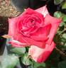 Sabine Bosman rose photo
