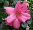 Rosea rose photo
